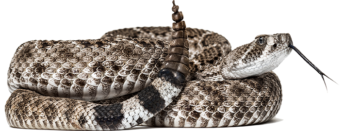 Coiled Rattlesnake